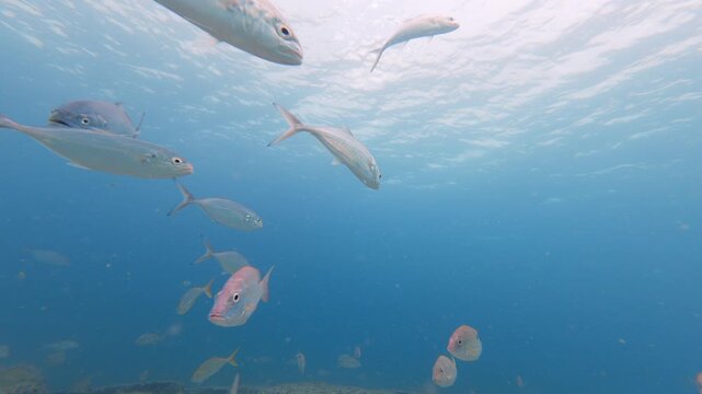 underwater view of fish swimming in ocean
