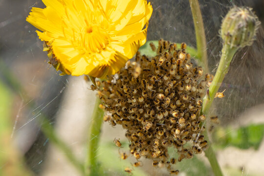 Cluster of newly hatched spiderlings gathered in a silk nursery web beneath a yellow wildflower. Detailed macro of early spider development in a natural habitat