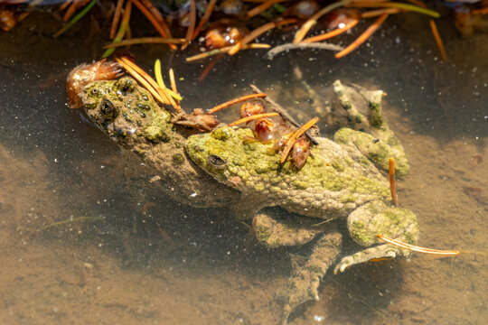 Pair of yellow-bellied toads (Bombina variegata) in amplexus during the breeding season. Reproductive behavior of a protected European amphibian in a natural pond habitat