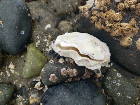 Auster - Oyster