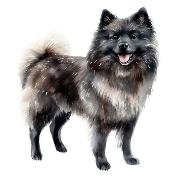 Keeshond dog standing isolated on white background, fluffy spitz portrait.