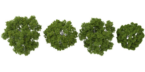 Obraz premium Collection of Acer plants isolated on white background from the top view