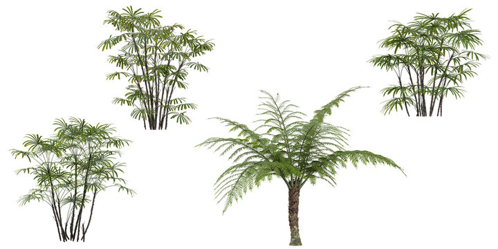 Collection of Sphaeropteris,Rhapis plants isolated on white background