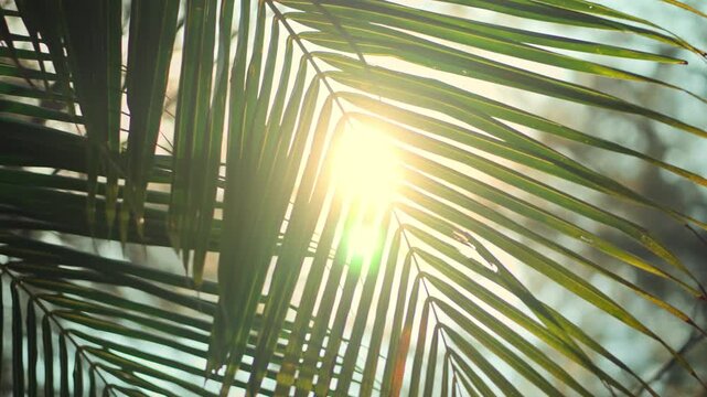 Beautiful sunlight shining through green palm leaves in a tropical garden. Low angle shot of coconut fronds with bright sun flare and lens flare effect, creating a warm summer atmosphere for wellness.