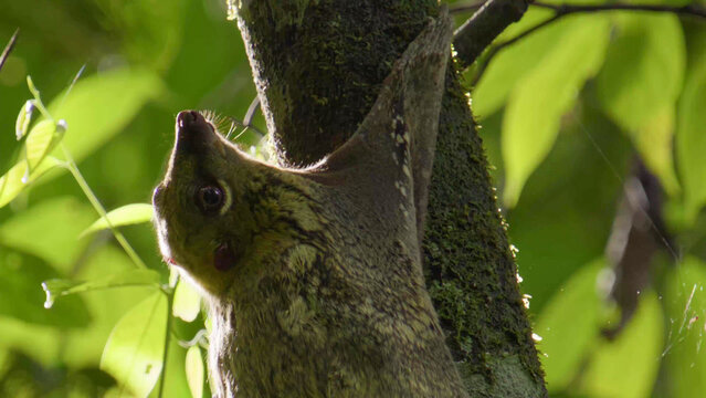 Sunda Flying Lemur Clinging to Moss-Covered Tree Trunk in Borneo Rainforest