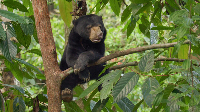 Sun Bear Resting in Tropical Rainforest Tree, Borneo, Malaysia
