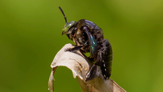 Giant Resin Bee or Carpenter Bee Perching on Dried Leaf in Borneo Tropical Rainforest