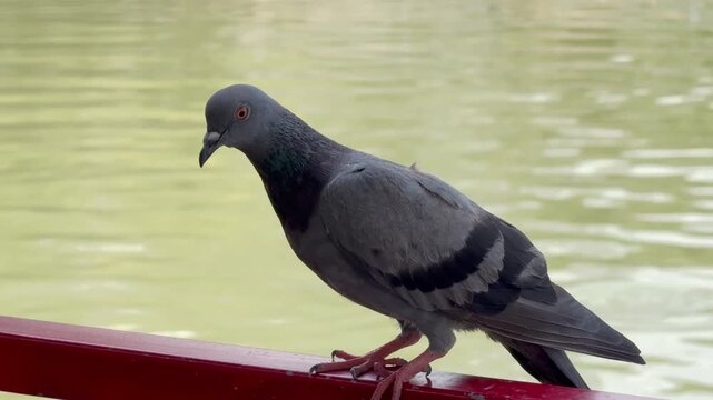 A pigeon perched on the iron railing of the pontoon by the river and looked at the camera curiously before flying away.