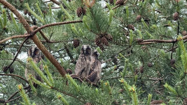 Three young long-eared owl fledglings perching on pine tree branches. Birds are looking around and observing surroundings. Rare wildlife footage captured in natural habitat