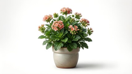 Fototapeta premium Isolated Potted Flower Plant with Ceramic Pot — Commercial Floral Cutout for Home Decor and Branding