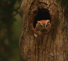 Obraz premium Red morph eastern screech owl in a nest