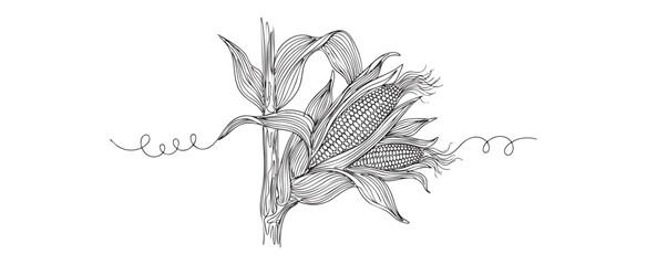Obraz premium Minimalist vector line art illustration of a corn stalk close-up with detailed cobs and leaves on a white background for organic agriculture and farming concept