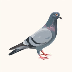 Fototapeta premium Clean 2D flat vector depiction of a Pigeon, designed in minimalist modern style with white background.