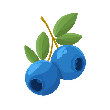 Bilberry flat vector illustration in a modern and simple 2D style, placed on a white background.