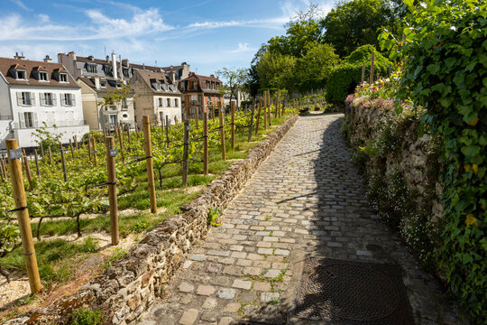 Winemaking in Paris, little terraced Vineyard on Montmartre hill, oldest and most iconic working vineyard in Paris, has produced wine since 12th century, France