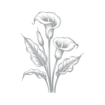 calla lily flowers line art botanical floral