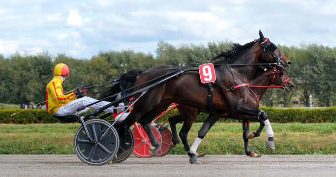 Horse. Equestrian sport. Trotter race. Jockey. Harness racing. Hippodrome