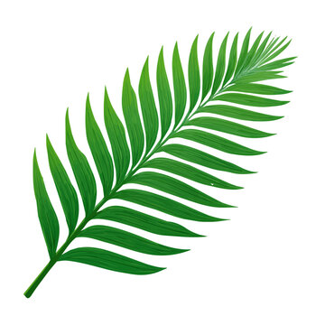 A simple and modern flat 2D vector of a Coconut Leaf, isolated on a pure white background.