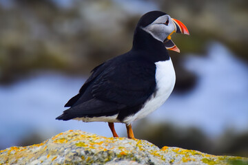 Fototapeta premium Puffin in Newfoundland