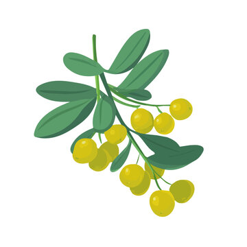 Clean 2D flat vector depiction of a Oleaster, designed in minimalist modern style with white background.