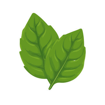 Basil Leaf flat vector illustration in a modern and simple 2D style, placed on a white background.