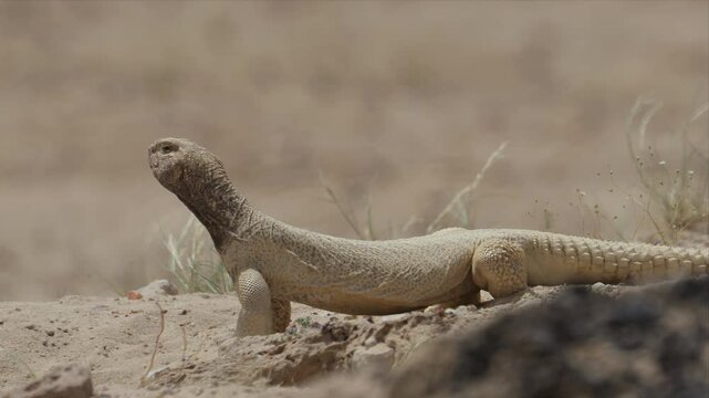 Close up video of a Spiny-Tailed Lizard in its natural desert habitat,Lizard is laying on the ground in the desert and looking around