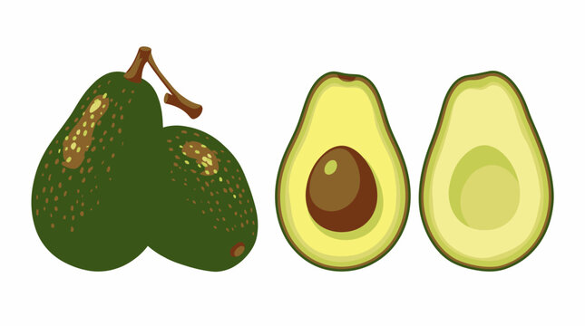 Avocado Fruit Whole and Cut Open.
