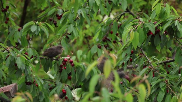 Adorable parent starling bird perched on a branch, picking ripe red cherries and lovingly feeding its hungry chick amid lush green leaves in a summer garden orchard