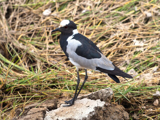 Obraz premium Armed Lapwing, Vanellus Armatus on rocky ground African bird, Amboseli Kenya.