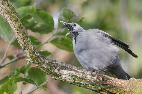 Screaming wattled starling on a tree branch 