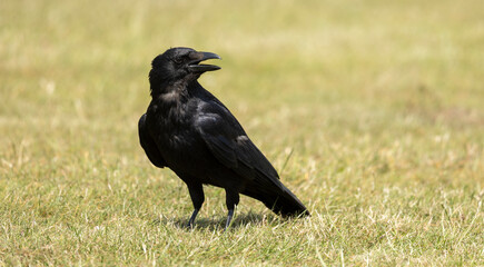 Obraz premium Black Crow Standing on Grassland With Open Beak, Close-Up Wildlife Portrait Photo