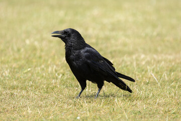 Obraz premium Black Crow Standing on Grassland With Open Beak, Close-Up Wildlife Portrait Photo