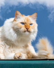 Fluffy white cat sitting in a funny pose and making a funny face © rhoenes