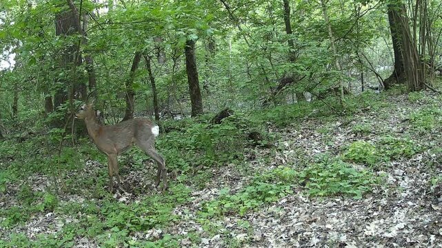 Young Roe Deer Buck Rubbing Antlers on Tree Branches in Forest
