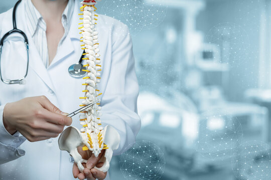 Spine anatomy