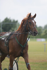 Obraz premium Stunning trotter horse ready for her race