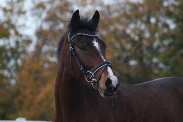 Fototapeta premium Autumn soft fluffy horse