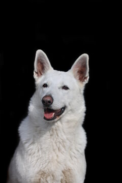 White shepard portrait 