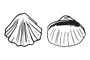 Scallop shell front and back view set, hand drawn sketch. Fan shell two sides pair, black line art doodle, seafood vector clipart isolated on white background. © Evgeniya Platonova