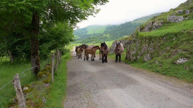 Chevaux de trait sur chemin en montagne