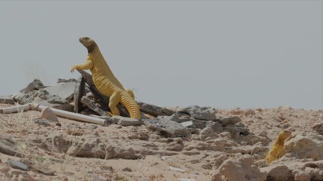 Video of a Spiny-Tailed Lizard in its natural desert habitat with its pair and ,Lizard is looking around and running fast once found the risk