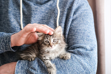 Man in blue sweater gently petting a fluffy tabby kitten. Heartwarming shot emphasizing trust, pet care and bond between humans and animals © Elen Nika