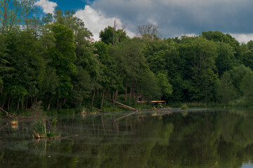 Fototapeta premium Forest on the lake shore in summer