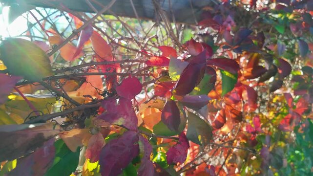 Colorful autumnal virginia creeper vine leaves in red purple and orange glowing in backlit sunlight antalya.