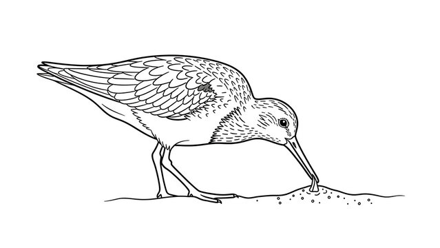 Shorebird foraging on sandy beach terrain isolated on a transparent background, probing