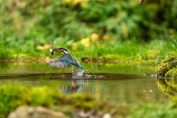 Kingfisher with catch (Alcedo atthis) © Marcel Rudolph-Gajda