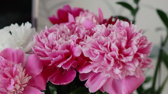 beautiful white rose peonies bouquet with houseplant in cozy home interior