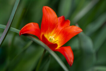 Blume_Blüte © BundArt
