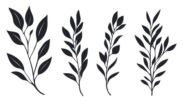 Four black-and-white botanical illustrations of leaves and stems