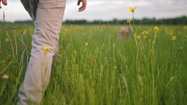 Child walking in grass with dog nearby. Legs step through wildflowers. Nature surrounds child and pet. Walking boy explores meadow grass. Pet in motion near boy. Calm field with child and dog walking.
